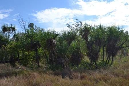 A Clump of Pandanus Trees