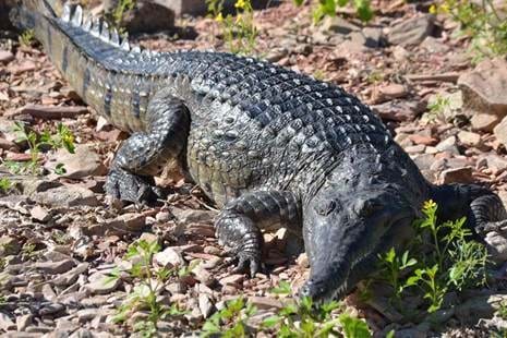 Traditional Freshwater Crocs