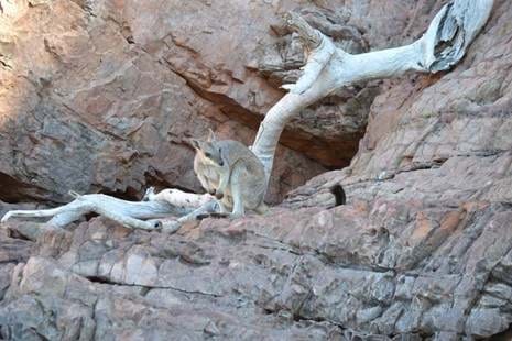 Small Eared Rock Wallaby