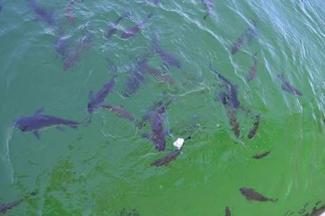 Catfish and Spitting Archer Fish