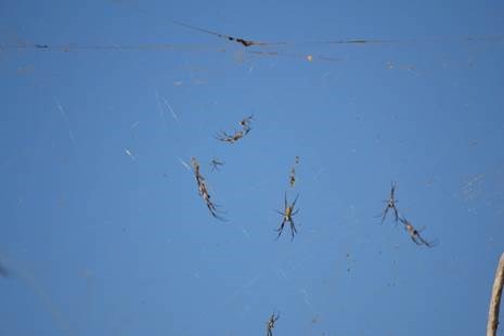 Golden Orb Spiders