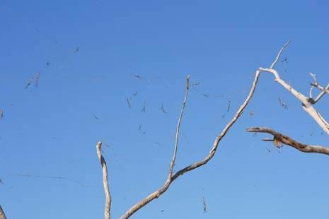 Golden Orb Spiders