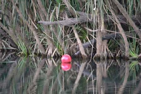 Red Float to Attract Crocs